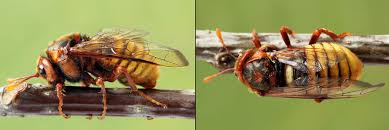 Attēlu rezultāti vaicājumam “Cimbex luteus”