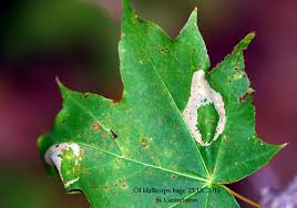 Attēlu rezultāti vaicājumam “Phyllonorycter platanoidella”