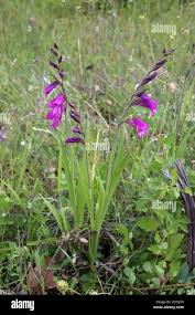 Attēlu rezultāti vaicājumam “Gladiolus imbricatus flower”