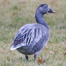 Image result for Anser caerulescens