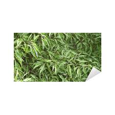 Attēlu rezultāti vaicājumam “Fagus sylvatica fo. laciniata”