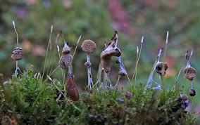 Attēlu rezultāti vaicājumam “Lignydium muscorum macro”