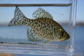 Image result for Pomoxis nigromaculatus