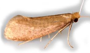 Attēlu rezultāti vaicājumam “Nematopogon sp.”