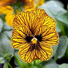 Attēlu rezultāti vaicājumam “Viola x williamsii flower”