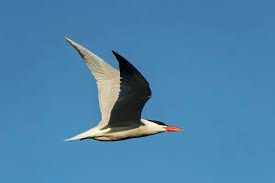 Attēlu rezultāti vaicājumam “Hydroprogne caspia”