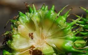 Attēlu rezultāti vaicājumam “Sparganium minimum fruit”