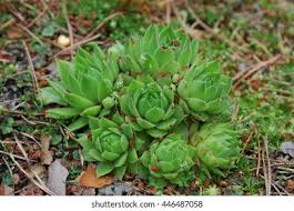 Attēlu rezultāti vaicājumam “Jovibarba globifera flower”