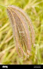 Attēlu rezultāti vaicājumam “Gramineae”