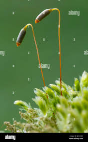 Attēlu rezultāti vaicājumam “Mnium hornum sporophyte”