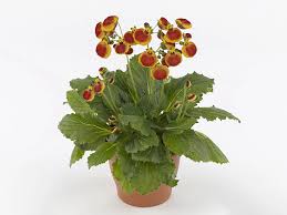 Image result for Calceolaria