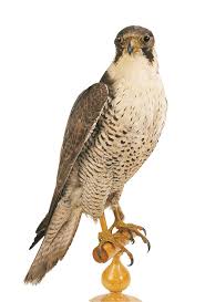 Attēlu rezultāti vaicājumam “Trichia longipalpis”