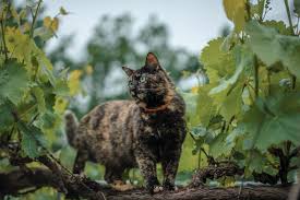 Image result for invisible cat