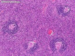 Attēlu rezultāti vaicājumam “Jungermannia hyalina cells”