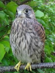 Attēlu rezultāti vaicājumam “Falco tinnunculus”