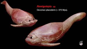 Attēlu rezultāti vaicājumam “Placodermi”