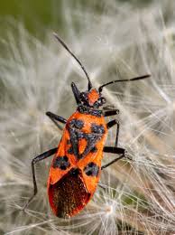 Attēlu rezultāti vaicājumam “Corizus hyoscyami imago”