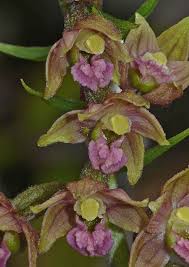 Attēlu rezultāti vaicājumam “Epipactis atrorubens”