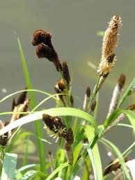 Attēlu rezultāti vaicājumam “Carex panicea”