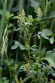 Attēlu rezultāti vaicājumam “Melilotus”