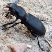 Attēlu rezultāti vaicājumam “Broscus cephalotes”