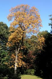 Attēlu rezultāti vaicājumam “Aesculus flava”