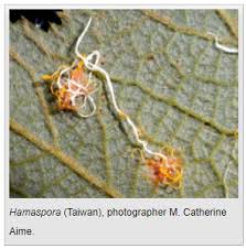 Attēlu rezultāti vaicājumam “Pucciniales”