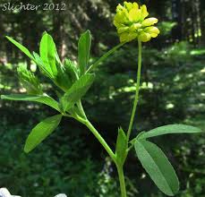 Attēlu rezultāti vaicājumam “Trifolium aureum leaf”