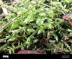 Attēlu rezultāti vaicājumam “Eurhynchium striatum”