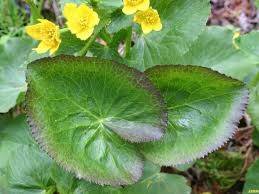 Attēlu rezultāti vaicājumam “Caltha palustris leaf”