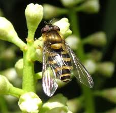Attēlu rezultāti vaicājumam “Syrphus torvus”