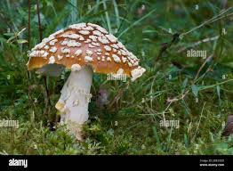 Attēlu rezultāti vaicājumam “Amanita regalis”
