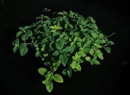 Attēlu rezultāti vaicājumam “Mentha aquatica”