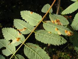 Attēlu rezultāti vaicājumam “Gymnosporangium cornutum”