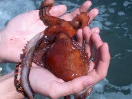 Image result for Enteroctopus dofleini