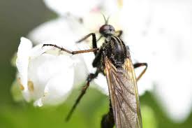 Attēlu rezultāti vaicājumam “Therevidae”