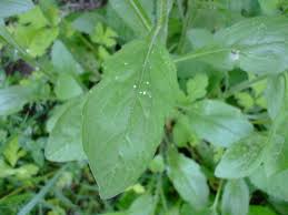 Attēlu rezultāti vaicājumam “Erigeron annuus leaf”