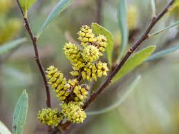 Attēlu rezultāti vaicājumam “Myrica gale bud”