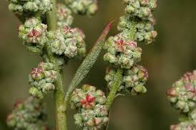 Attēlu rezultāti vaicājumam “Chenopodium album flower”
