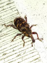 Attēlu rezultāti vaicājumam “Hylobius pinastri”