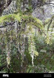 Attēlu rezultāti vaicājumam “Evernia divaricata”