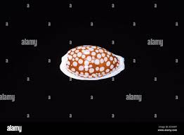 Attēlu rezultāti vaicājumam “Cribraria rubiginosa stalked”