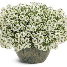 Image result for Alyssum diffusum