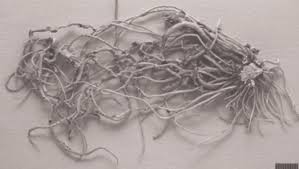 Attēlu rezultāti vaicājumam “Arthonia leucopellaea”