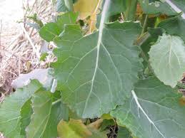 Attēlu rezultāti vaicājumam “Brassica napus”