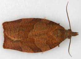 Attēlu rezultāti vaicājumam “Pandemis”