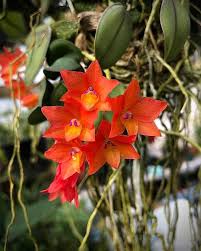 Attēlu rezultāti vaicājumam “Cephalanthera rubra bud”