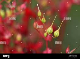 Attēlu rezultāti vaicājumam “Geranium robertianum fruit”