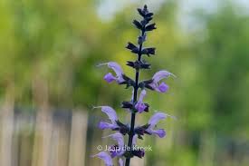 Image result for Salvia pratensis `Rose Rhapsody