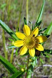 Attēlu rezultāti vaicājumam “Bidens cernua flower”